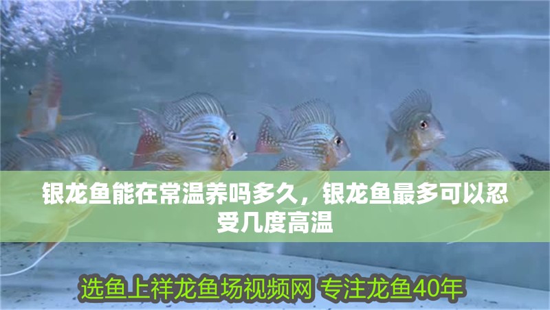 銀龍魚能在常溫養嗎多久，銀龍魚最多可以忍受幾度高溫 銀龍魚能在常溫養嗎多久，銀龍魚最多可以忍受幾度高溫 銀龍魚百科