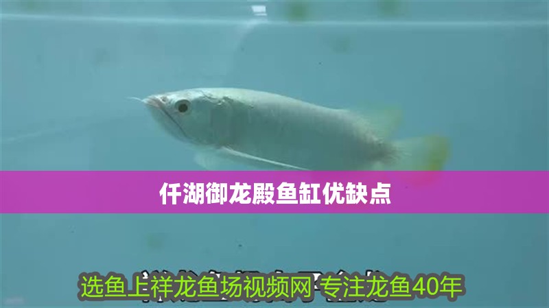 仟湖御龍殿魚缸優缺點