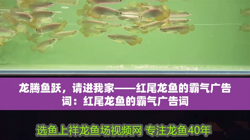 印尼虎魚多少溫度飼養(yǎng)最好:印尼虎魚多少溫度飼養(yǎng)最好印尼虎魚多少溫度飼養(yǎng)最好 龍騰魚躍,請進我家——紅尾龍魚的霸氣廣告詞:紅尾龍魚的霸氣廣告詞 龍魚百科 龍騰魚躍,請進我家——紅尾龍魚的霸氣廣告詞:紅尾龍魚的霸氣廣告詞 龍騰魚躍,請進我家——紅尾龍魚的霸氣廣告詞:紅尾龍魚的霸氣廣告詞 龍魚百科