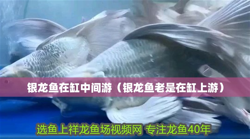 銀龍魚在缸中間游（銀龍魚老是在缸上游）