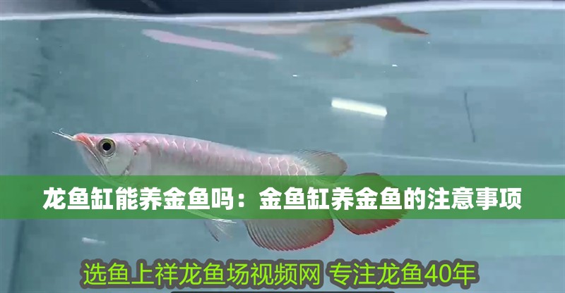 龍魚缸能養金魚嗎：金魚缸養金魚的注意事項