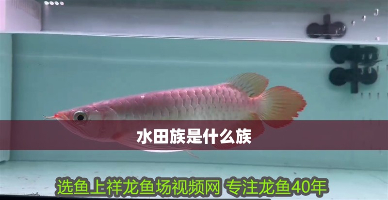 水田族是什么族