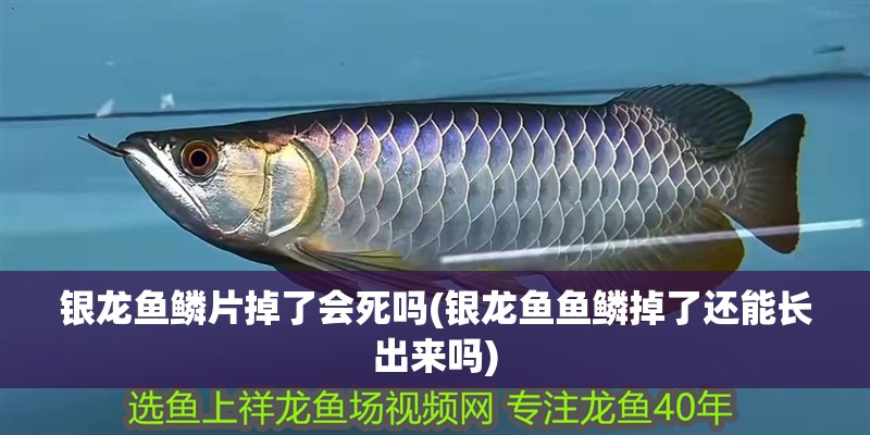 銀龍魚鱗片掉了會死嗎(銀龍魚魚鱗掉了還能長出來嗎) 銀龍魚鱗片掉了會死嗎(銀龍魚魚鱗掉了還能長出來嗎) 銀龍魚百科