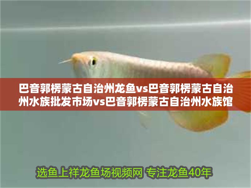 巴音郭楞蒙古自治州龍魚(yú)vs巴音郭楞蒙古自治州水族批發(fā)市場(chǎng)vs巴音郭楞蒙古自治州水族館vs巴音郭楞蒙古自治州魚(yú)缸批發(fā)市場(chǎng)vs祥龍魚(yú)場(chǎng)：巴音郭楞蒙古自治州龍魚(yú)、水族批發(fā)市場(chǎng) 巴音郭楞蒙古自治州龍魚(yú)vs巴音郭楞蒙古自治州水族批發(fā)市場(chǎng)vs巴音郭楞蒙古自治州水族館vs巴音郭楞蒙古自治州魚(yú)缸批發(fā)市場(chǎng)vs祥龍魚(yú)場(chǎng)：巴音郭楞蒙古自治州龍魚(yú)、水族批發(fā)市場(chǎng) 祥龍魚(yú)場(chǎng)各市分站 第2張