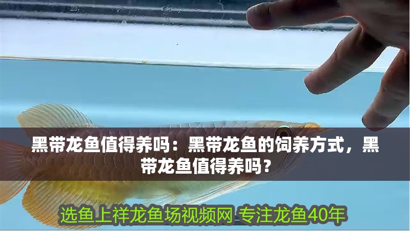 黑帶龍魚值得養嗎：黑帶龍魚的飼養方式，黑帶龍魚值得養嗎？