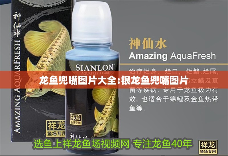 龍魚兜嘴圖片大全:銀龍魚兜嘴圖片 龍魚兜嘴圖片大全:銀龍魚兜嘴圖片 銀龍魚百科