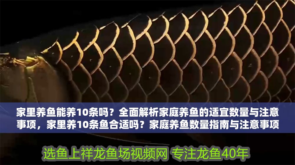 家里養魚能養10條嗎？全面解析家庭養魚的適宜數量與注意事項，家里養10條魚合適嗎？家庭養魚數量指南與注意事項