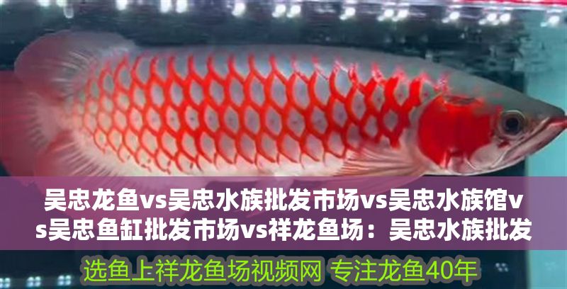 吳忠龍魚vs吳忠水族批發市場vs吳忠水族館vs吳忠魚缸批發市場vs祥龍魚場：吳忠水族批發市場、吳忠水族館、吳忠水族館、祥龍魚場批發市場