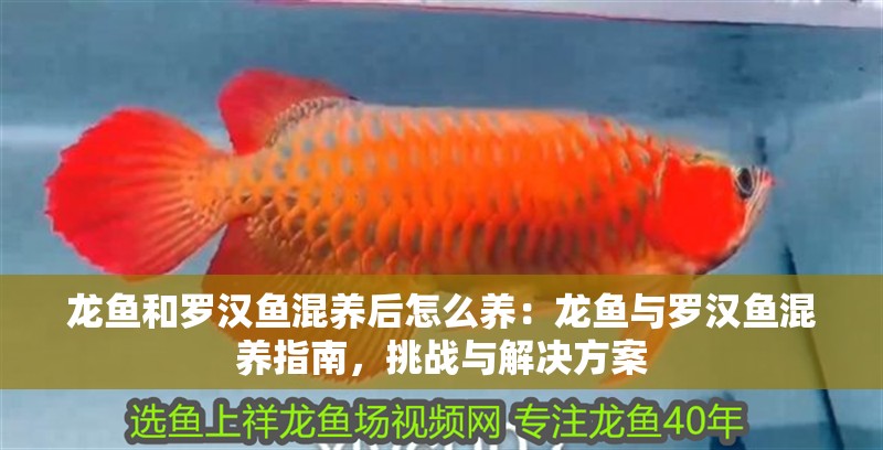 龍魚和羅漢魚混養后怎么養：龍魚與羅漢魚混養指南，挑戰與解決方案