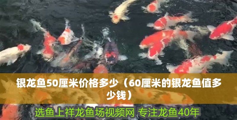 銀龍魚50厘米價格多少（60厘米的銀龍魚值多少錢）