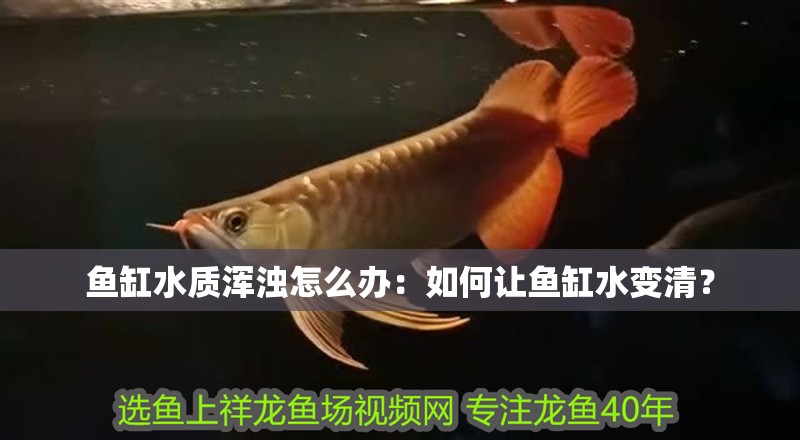 魚缸水質渾濁怎么辦：如何讓魚缸水變清？