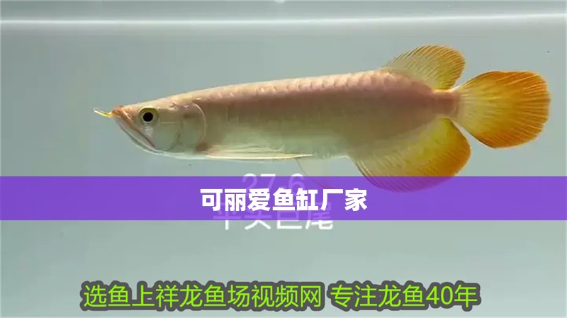 可麗愛(ài)魚(yú)缸廠家