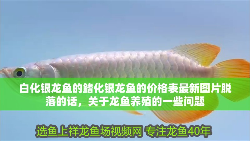 白化銀龍魚的鰭化銀龍魚的價(jià)格表最新圖片脫落的話，關(guān)于龍魚養(yǎng)殖的一些問題