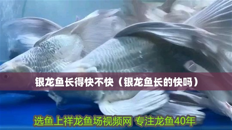 銀龍魚長得快不快（銀龍魚長的快嗎） 銀龍魚長得快不快（銀龍魚長的快嗎） 銀龍魚百科