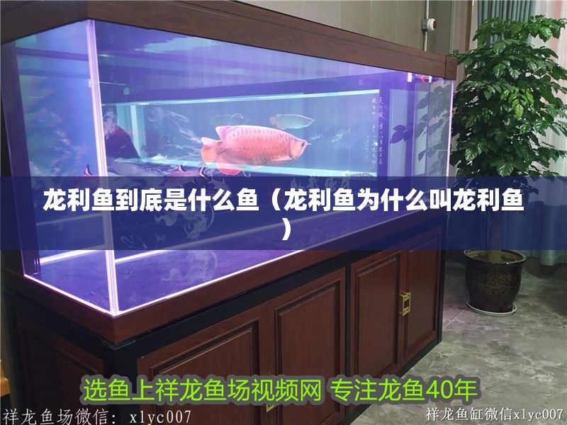 龍利魚到底是什么魚（龍利魚為什么叫龍利魚） 龍利魚到底是什么魚（龍利魚為什么叫龍利魚） 銀龍魚百科