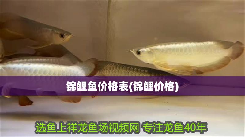 錦鯉魚價格表(錦鯉價格)