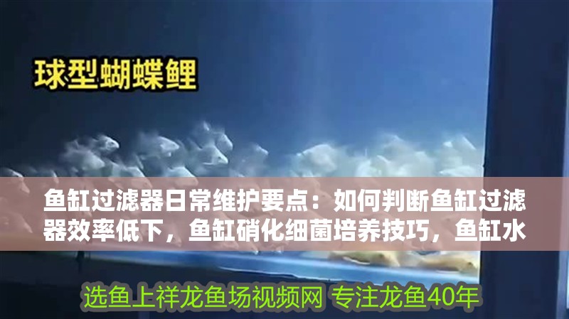 魚缸過濾器日常維護要點：如何判斷魚缸過濾器效率低下，魚缸硝化細菌培養技巧，魚缸水質檢測頻率建議 魚缸過濾器日常維護要點：如何判斷魚缸過濾器效率低下，魚缸硝化細菌培養技巧，魚缸水質檢測頻率建議 魚缸百科