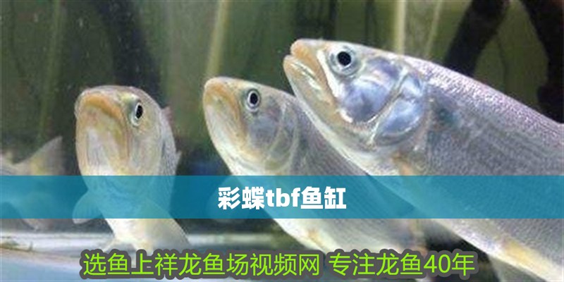 彩蝶tbf魚缸