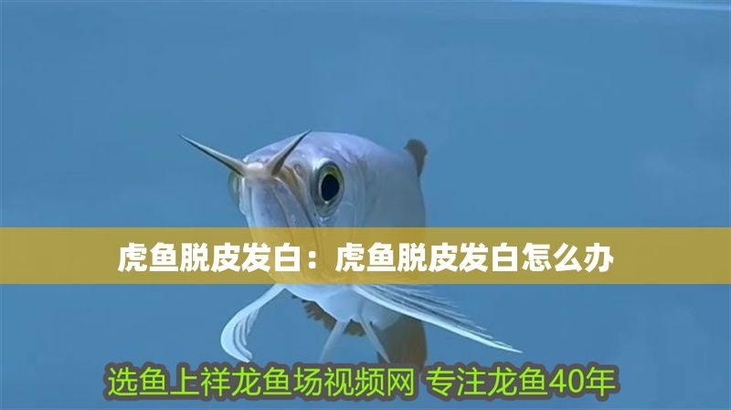 虎魚脫皮發白：虎魚脫皮發白怎么辦