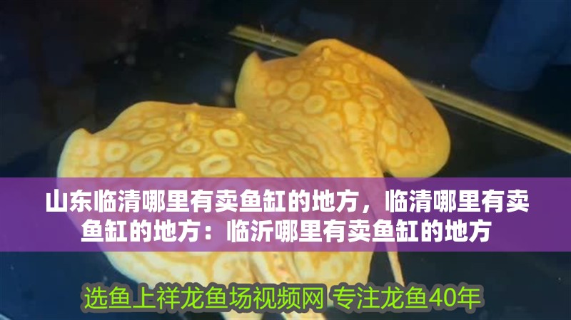 山東臨清哪里有賣魚缸的地方，臨清哪里有賣魚缸的地方：臨沂哪里有賣魚缸的地方