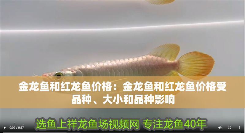金龍魚和紅龍魚價格：金龍魚和紅龍魚價格受品種、大小和品種影響