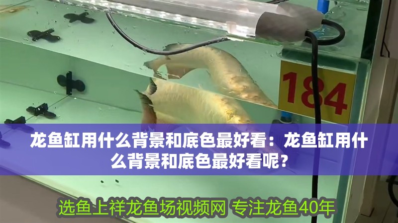 龍魚缸用什么背景和底色最好看：龍魚缸用什么背景和底色最好看呢？