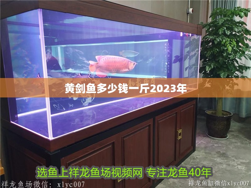 黃劍魚多少錢一斤2023年