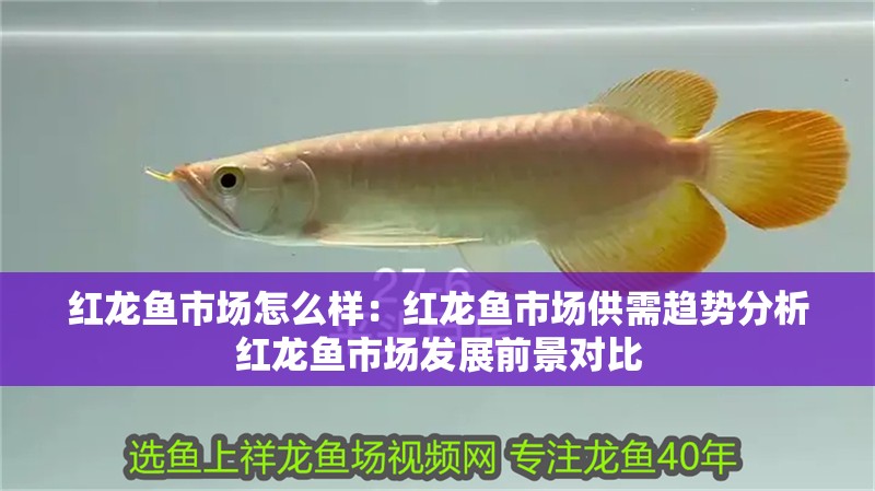 紅龍魚市場怎么樣：紅龍魚市場供需趨勢分析紅龍魚市場發(fā)展前景對比