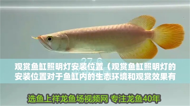 觀賞魚缸照明燈安裝位置（觀賞魚缸照明燈的安裝位置對于魚缸內的生態環境和觀賞效果有著重要影響）