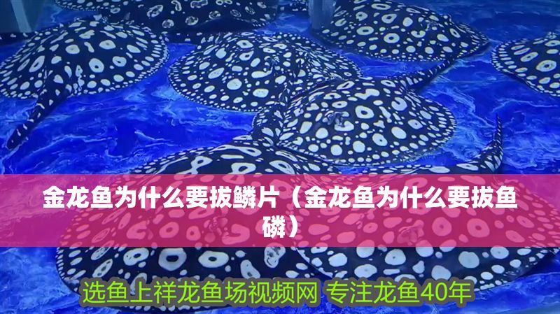 金龍魚(yú)為什么要拔鱗片（金龍魚(yú)為什么要拔魚(yú)磷） 金龍魚(yú)為什么要拔鱗片（金龍魚(yú)為什么要拔魚(yú)磷） 魟魚(yú)百科 第1張