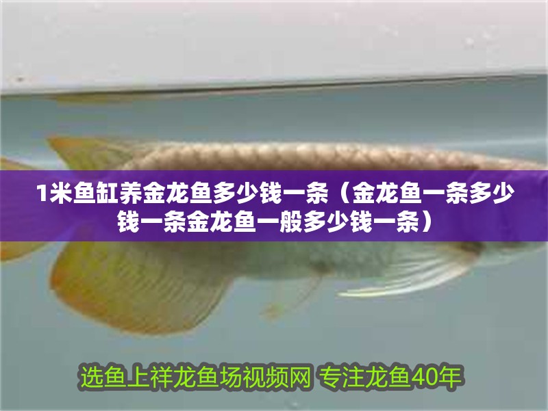 1米魚缸養金龍魚多少錢一條（金龍魚一條多少錢一條金龍魚一般多少錢一條） 1米魚缸養金龍魚多少錢一條（金龍魚一條多少錢一條金龍魚一般多少錢一條） 龍魚百科