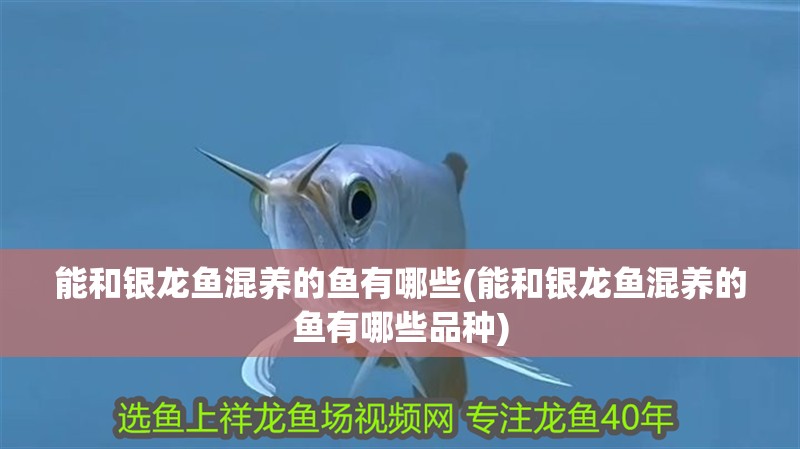 能和銀龍魚混養(yǎng)的魚有哪些(能和銀龍魚混養(yǎng)的魚有哪些品種)