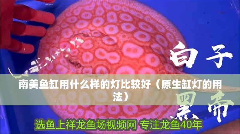 南美魚缸用什么樣的燈比較好（原生缸燈的用法）