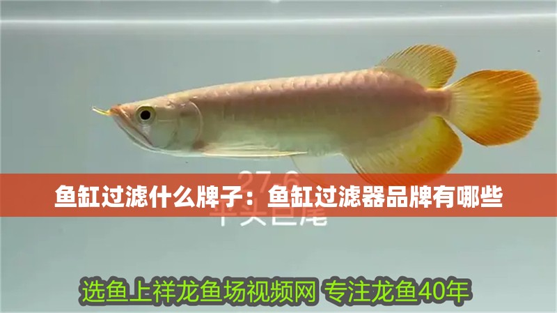 魚缸過濾器選購指南:自制魚缸過濾器魚缸上置過濾器對于養魚愛好者的必備知識 魚缸過濾什么牌子:魚缸過濾器品牌有哪些 魚缸百科 魚缸過濾什么牌子:魚缸過濾器品牌有哪些 魚缸過濾什么牌子:魚缸過濾器品牌有哪些 魚缸百科