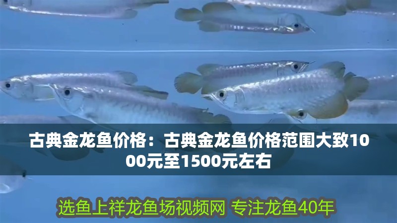 古典金龍魚價格：古典金龍魚價格范圍大致1000元至1500元左右