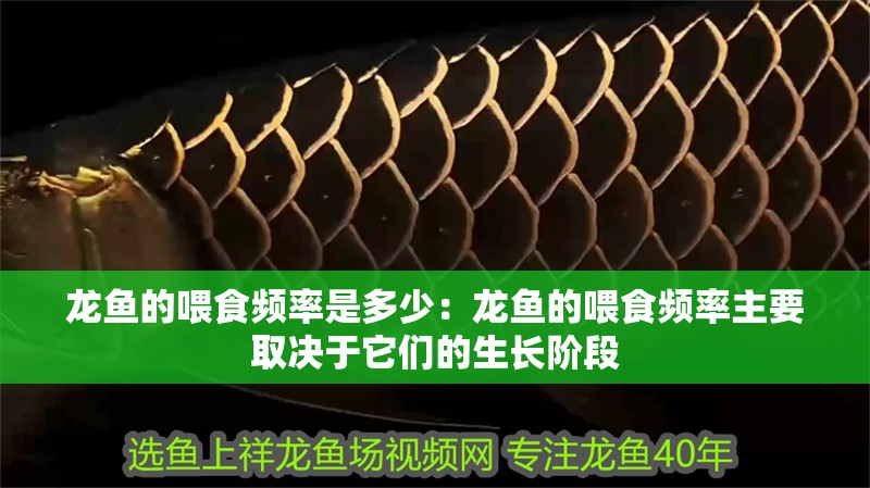 龍魚的喂食頻率是多少：龍魚的喂食頻率主要取決于它們的生長階段