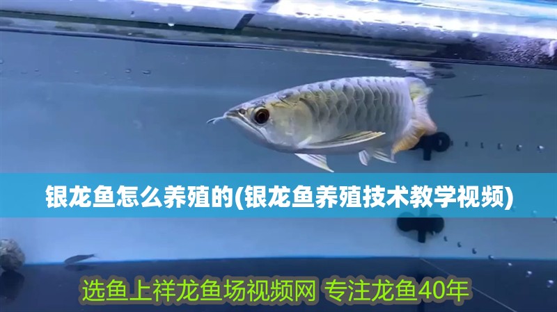 銀龍魚怎么養(yǎng)殖的(銀龍魚養(yǎng)殖技術(shù)教學(xué)視頻)