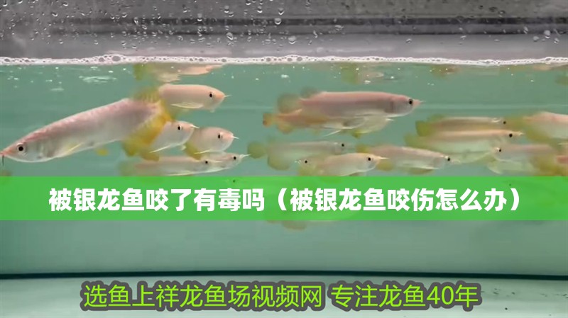被銀龍魚咬了有毒嗎（被銀龍魚咬傷怎么辦）