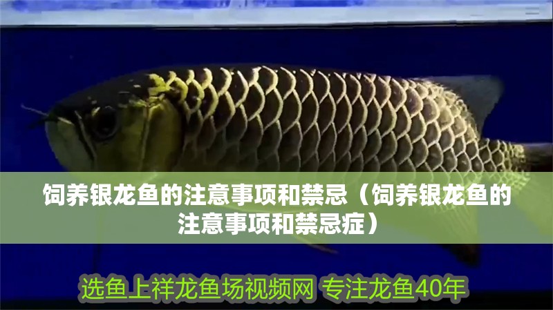 飼養銀龍魚的注意事項和禁忌（飼養銀龍魚的注意事項和禁忌癥）