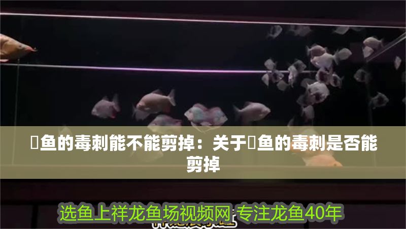 魟魚(yú)的毒刺能不能剪掉：關(guān)于魟魚(yú)的毒刺是否能剪掉