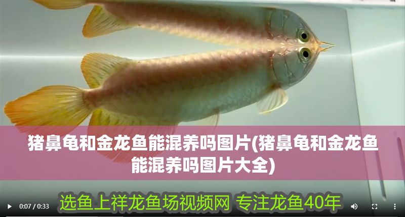 豬鼻龜和金龍魚能混養嗎圖片(豬鼻龜和金龍魚能混養嗎圖片大全)
