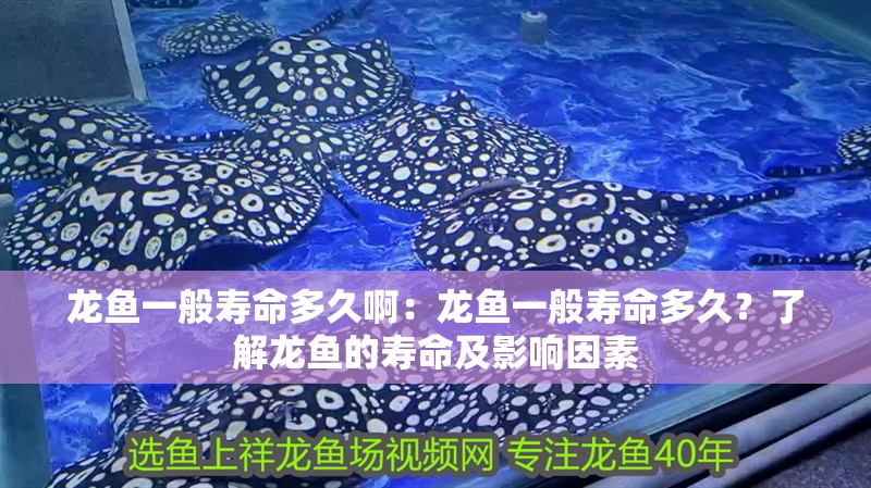 龍魚一般壽命多久啊：龍魚一般壽命多久？了解龍魚的壽命及影響因素