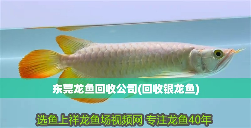 東莞龍魚回收公司(回收銀龍魚)