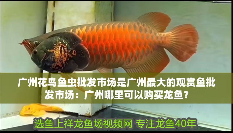 廣州花鳥魚蟲批發市場是廣州最大的觀賞魚批發市場：廣州哪里可以購買龍魚？ 廣州花鳥魚蟲批發市場是廣州最大的觀賞魚批發市場：廣州哪里可以購買龍魚？ 龍魚百科