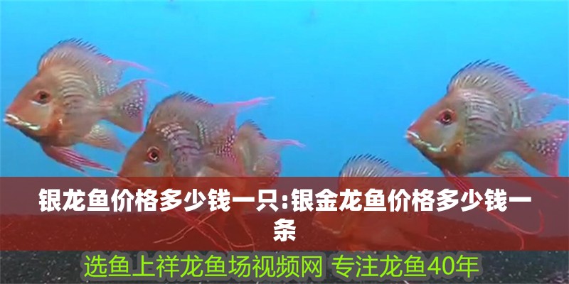 銀龍魚價格多少錢一只:銀金龍魚價格多少錢一條