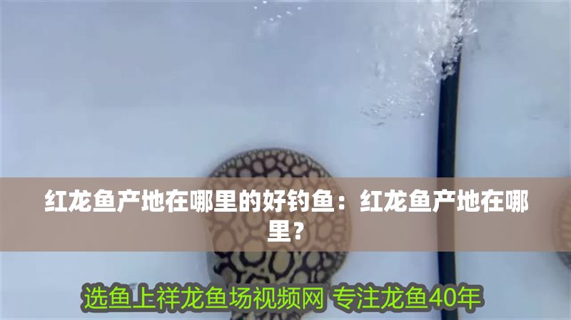紅龍魚(yú)產(chǎn)地在哪里的好釣魚(yú)：紅龍魚(yú)產(chǎn)地在哪里？