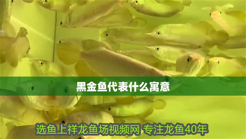 黑金魚(yú)代表什么寓意