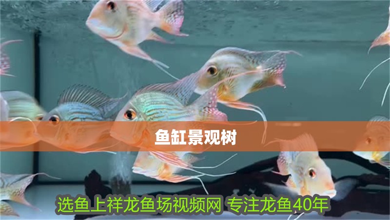 龍魚干蝦有營養(yǎng)嗎 魚缸景觀樹 魚缸百科 魚缸景觀樹 魚缸景觀樹 魚缸百科