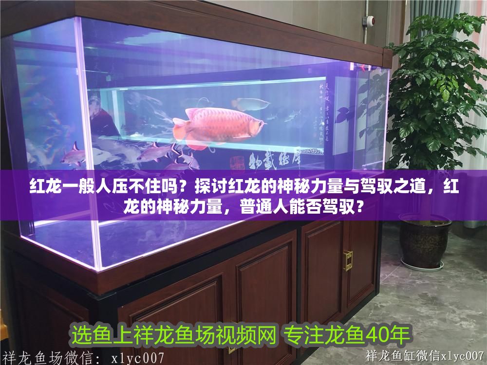 紅龍一般人壓不住嗎？探討紅龍的神秘力量與駕馭之道，紅龍的神秘力量，普通人能否駕馭？