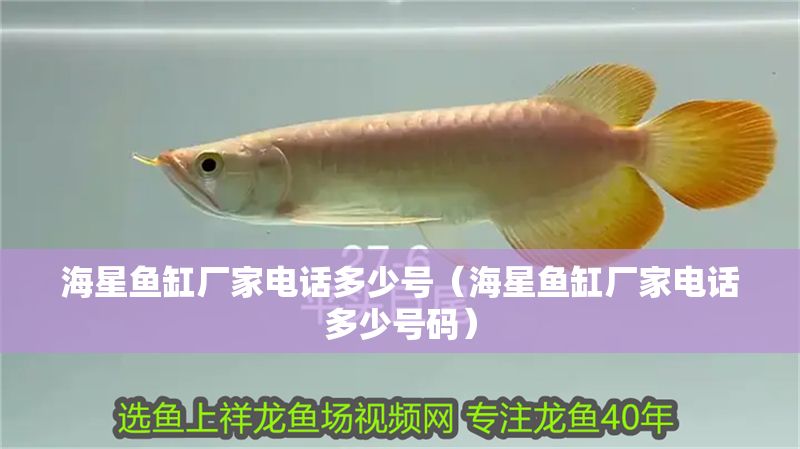 海星魚(yú)缸廠家電話(huà)多少號(hào)（海星魚(yú)缸廠家電話(huà)多少號(hào)碼）
